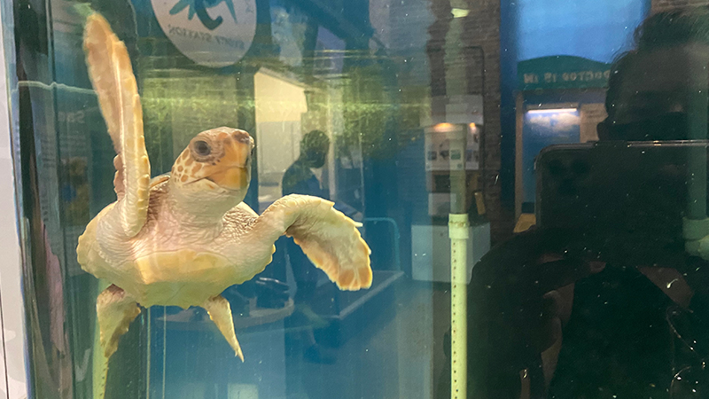 Sea turtle at the Georgia Sea Turtle Center